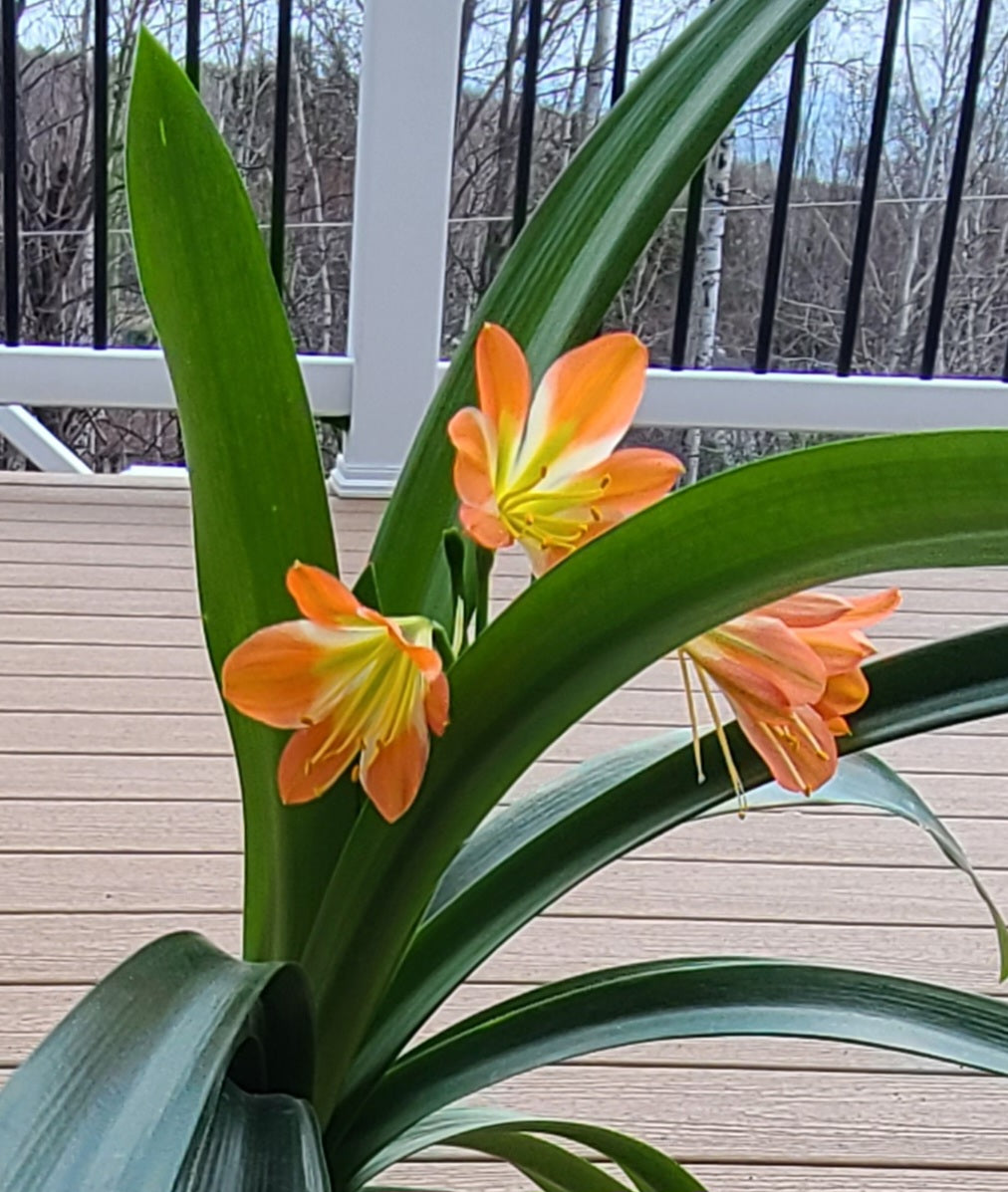 Clivia green throat blooming 17 leaves with seed pods