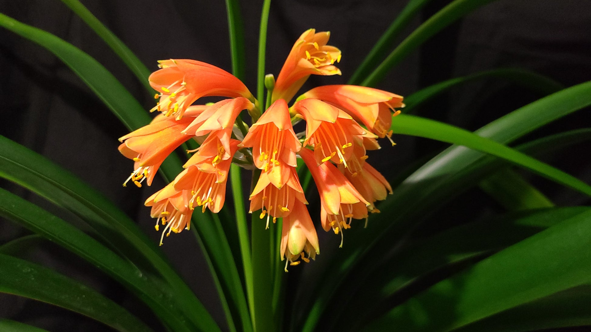 Clivia Maniata x Clivia Caulescens x (compact variegated clivia orange) open pollinated interspecific one plant