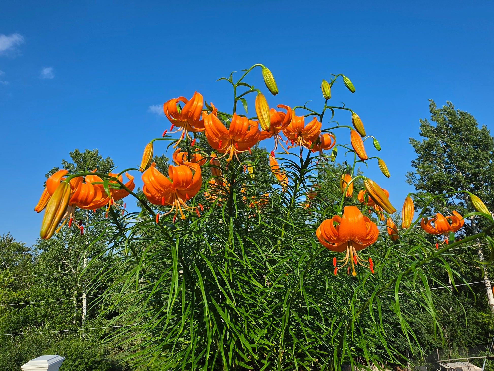 Lilium species lilium davidii unicolor rare plant Lanzhou lily baihe flowering size plant