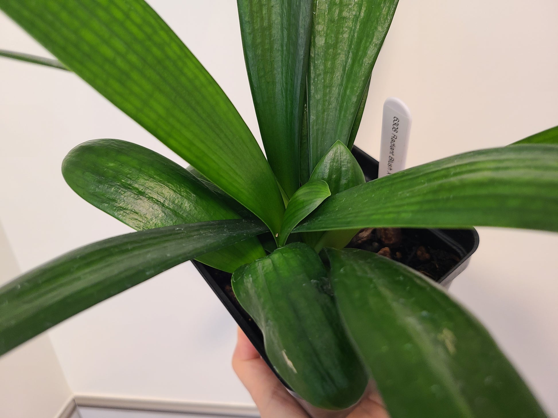 Clivia compact broad leaf Chinese Radiant Blush x Self 6-8 inches tall 3-4 leaves one plant