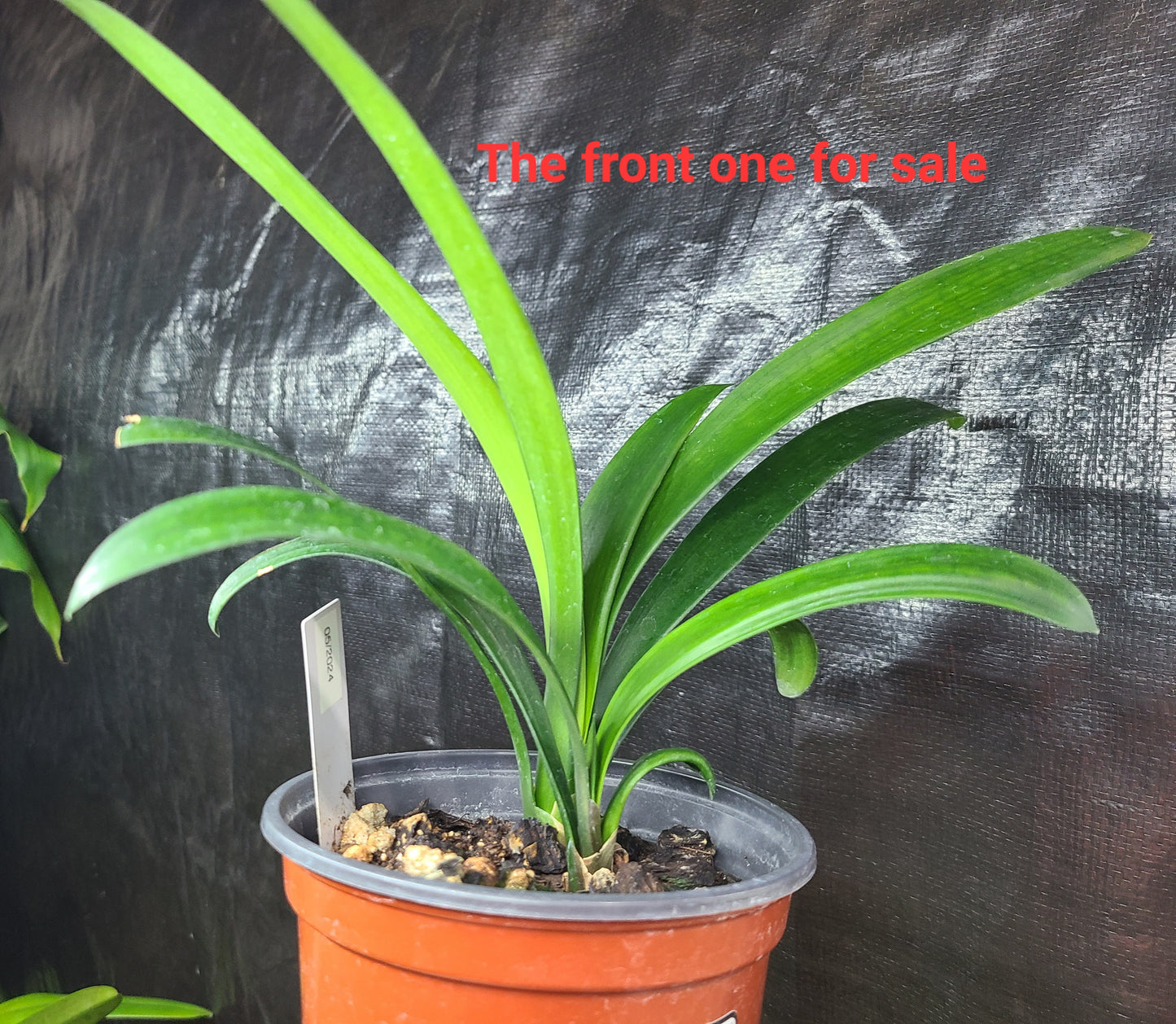 Clivia compact hirao cross orange with large green throat white edge 1 seedling plant one plant