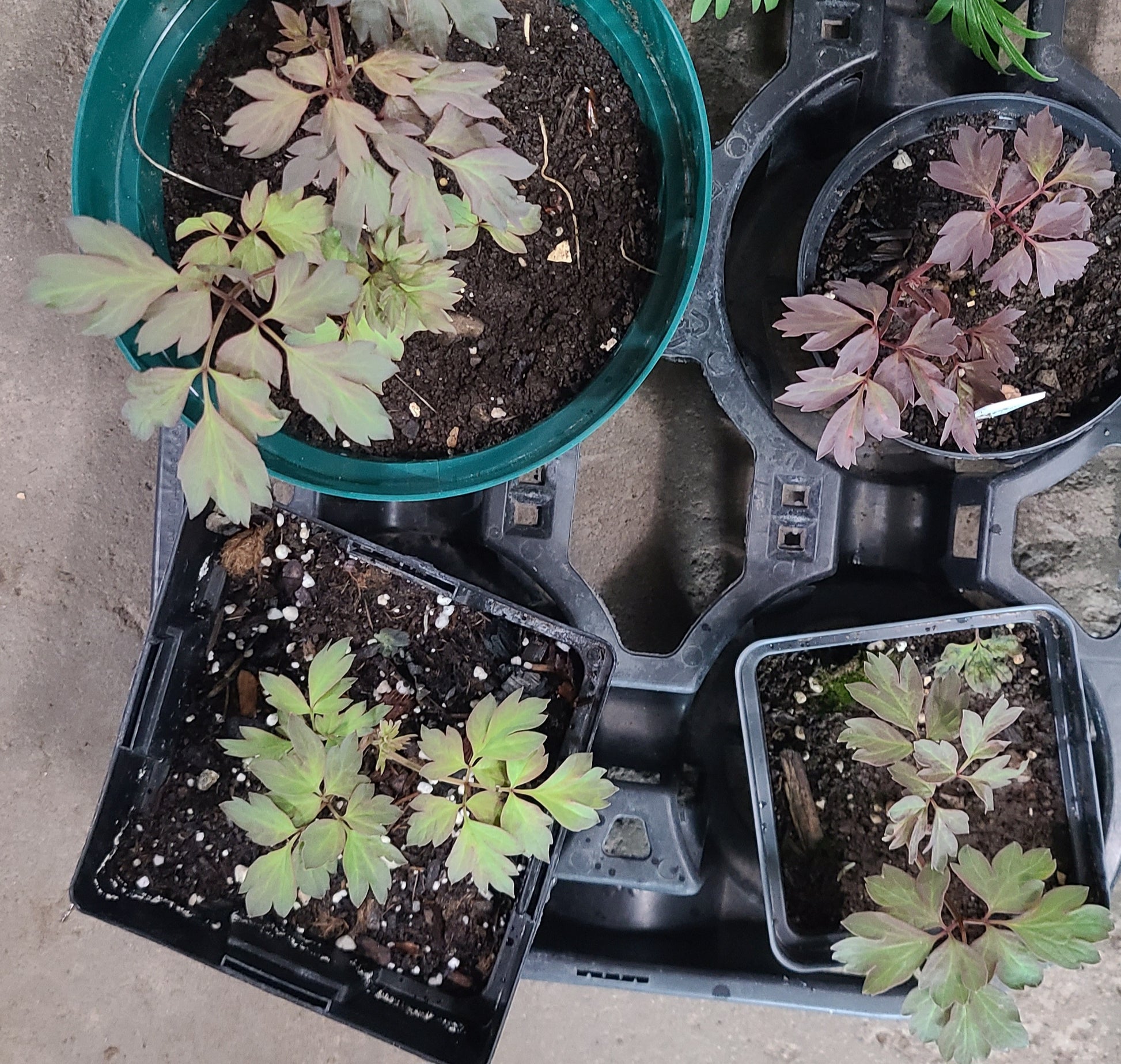 Mixed Gansu Mudan Rockii Tree Peony plant mixture colors