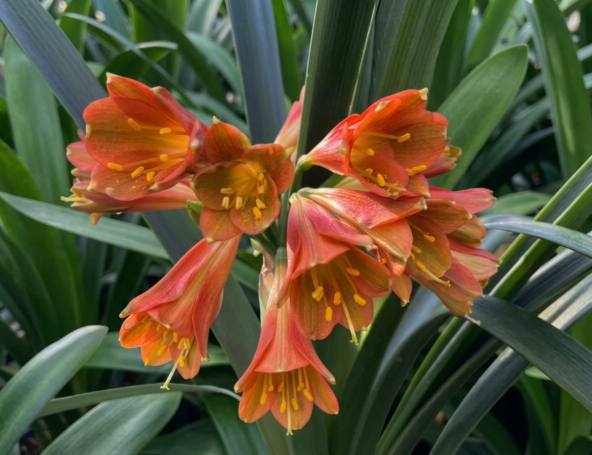 Clivia Hirao x interspecific brown one plant
