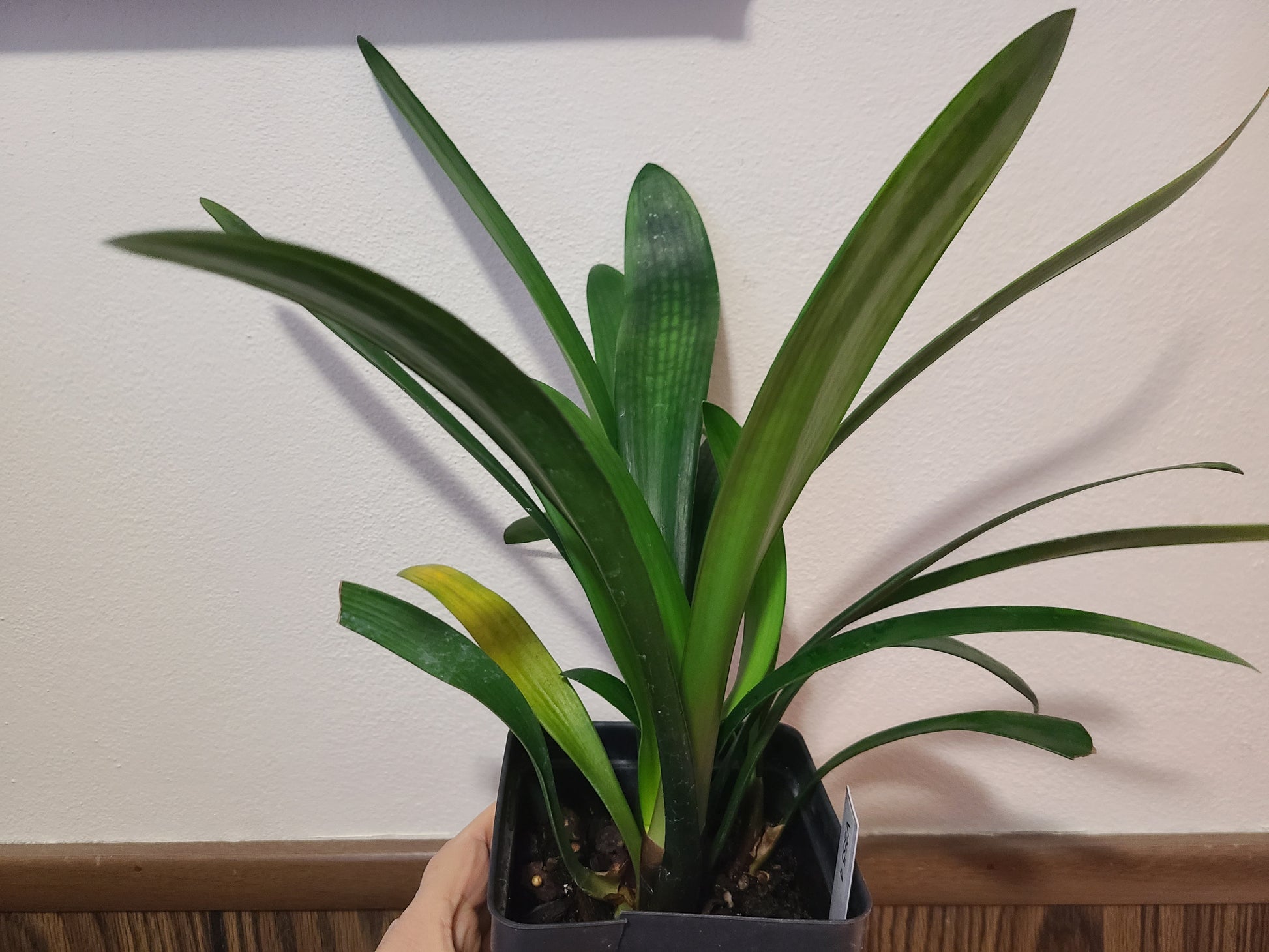 Clivia interspecific seedling crossed between Splash and (Natal Yellow x One Love Pink/Bronze) 3-4 leaves one plant