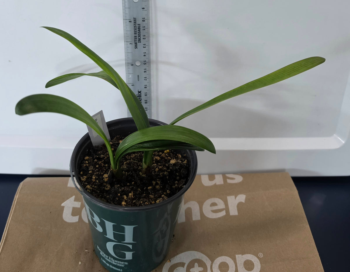 Clivia Japanese Hirao 5-6 inches tall one plant