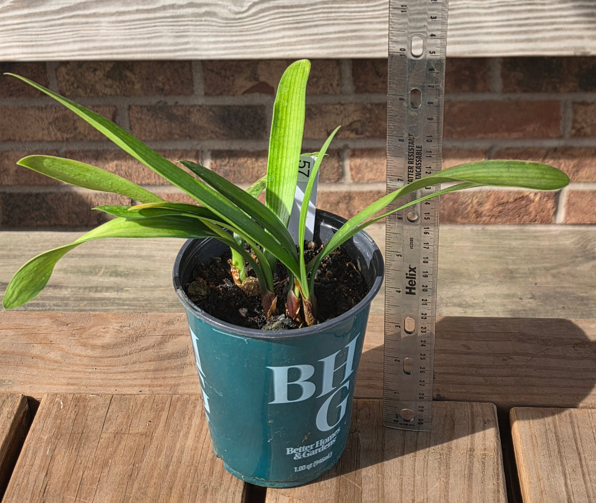 Clivia Ma Cherie x Blushing Virgin 3-4 leaves one plant