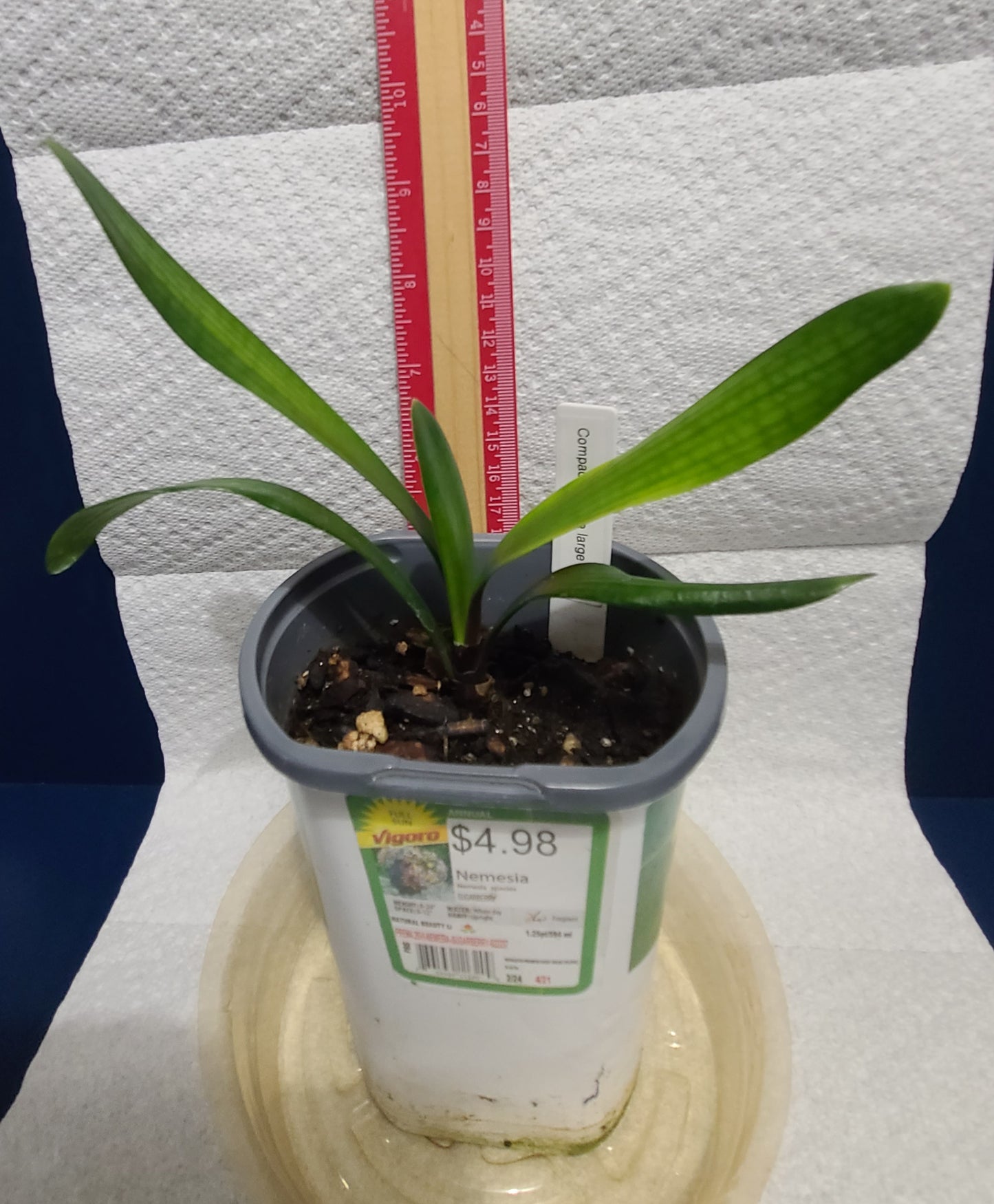 Clivia large throat orange pastel one plant one plant 6 leaves 4-5" tall