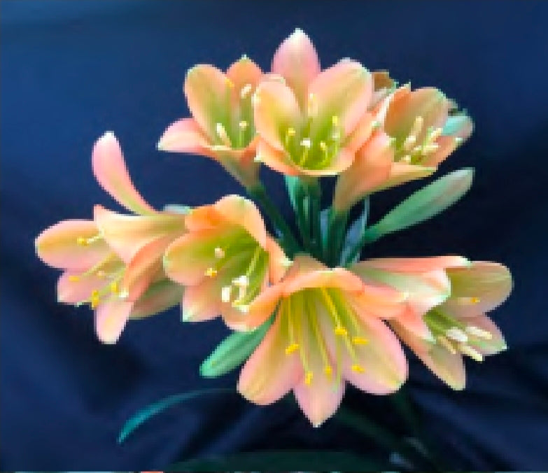 Clivia pink green throat X Blazing sun 4-5 leaves