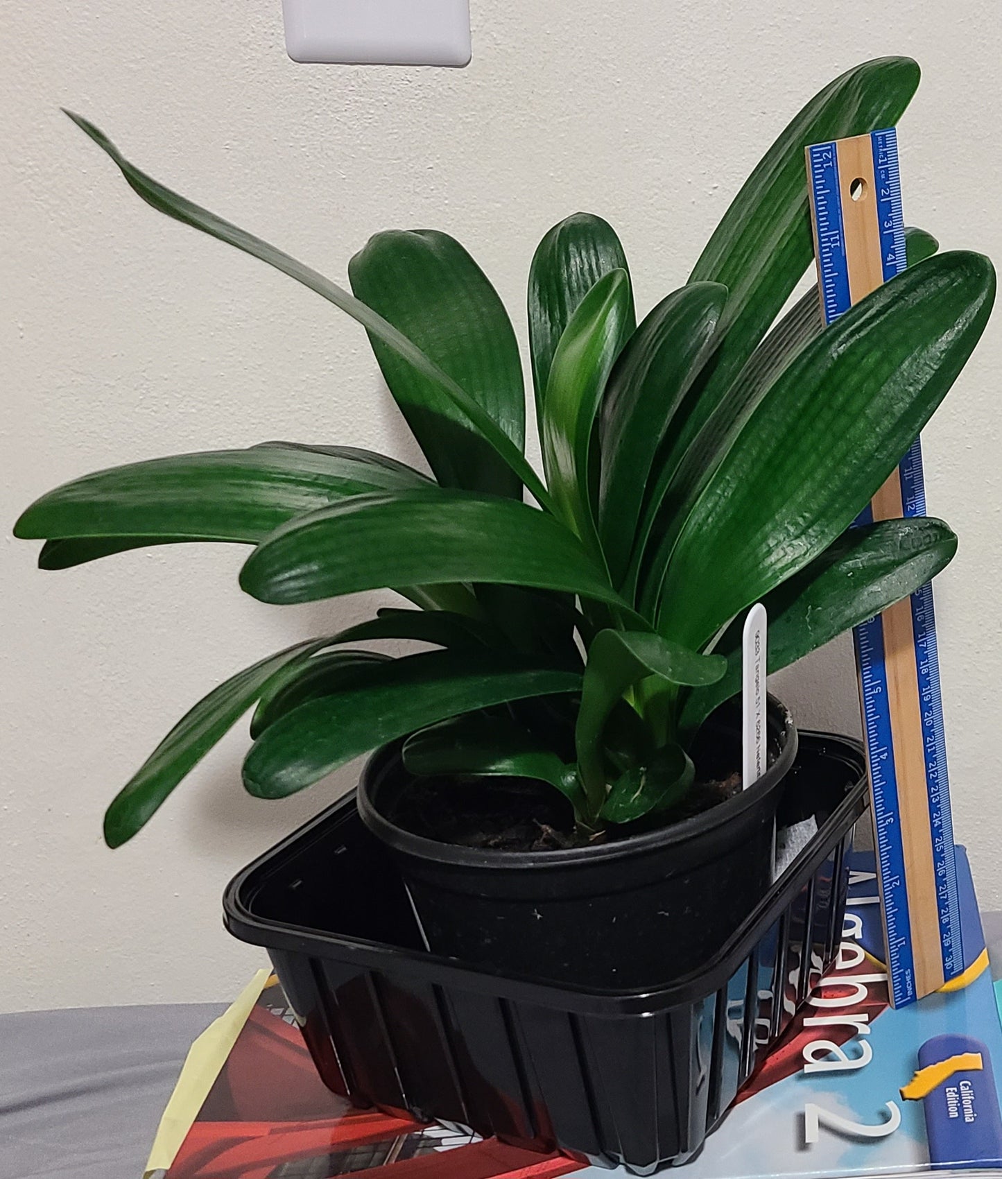 Clivia cross between Tangelo and multipetal Japanese Blush 5-7 inches tall one plant