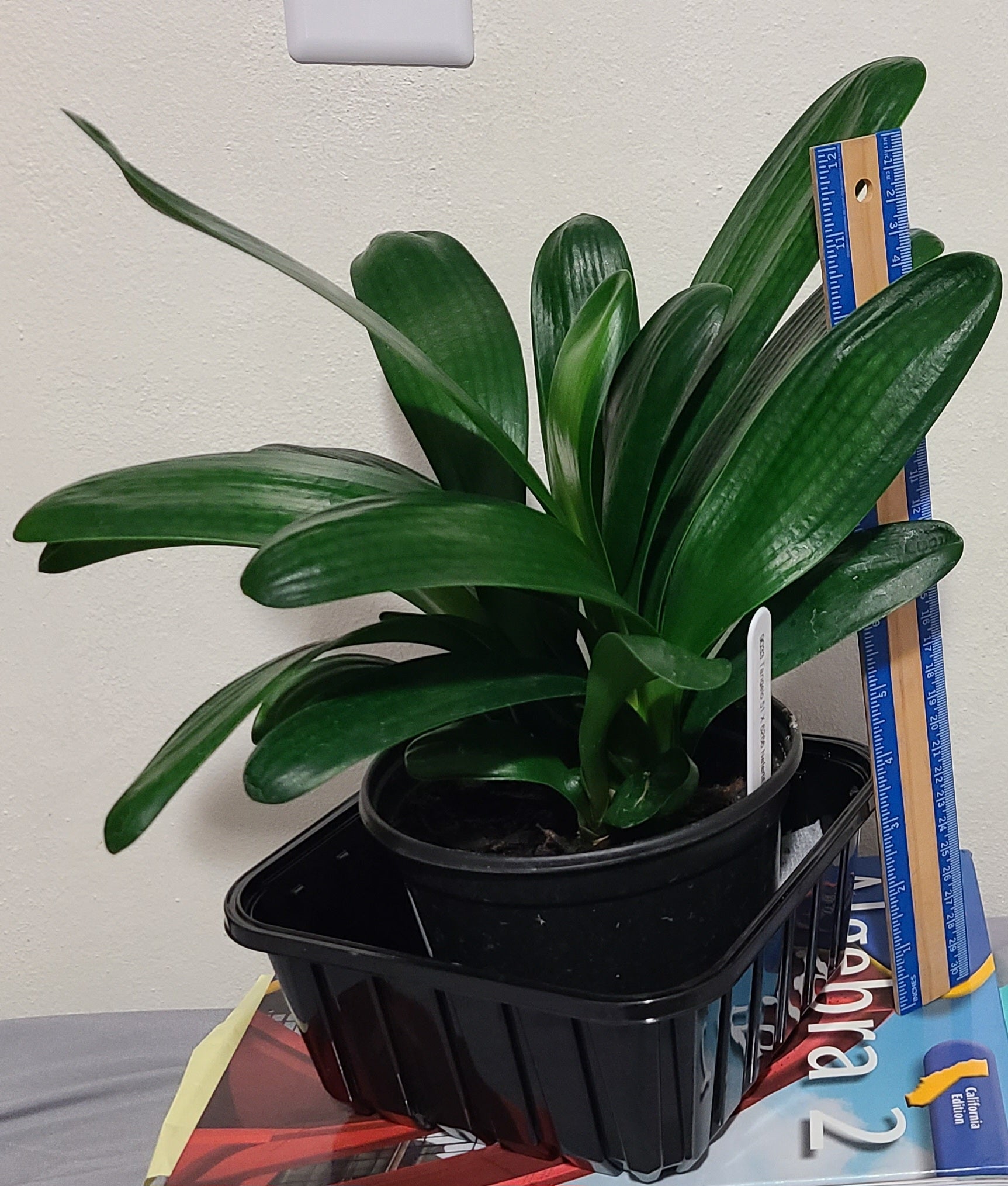 Clivia cross between Tangelo and multipetal Japanese Blush 5-7 inches tall one plant