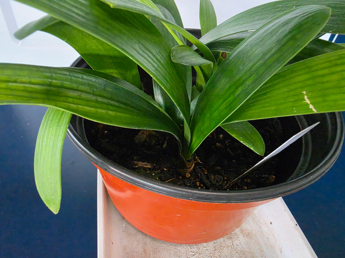 Clivia pink green throat X Blazing sun 4-5 leaves