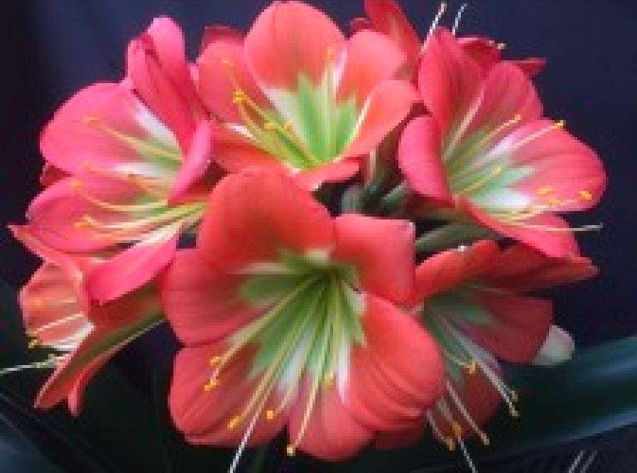 Clivia Touch of Glass x Bronze Green Boy 2-3 leaves one plant