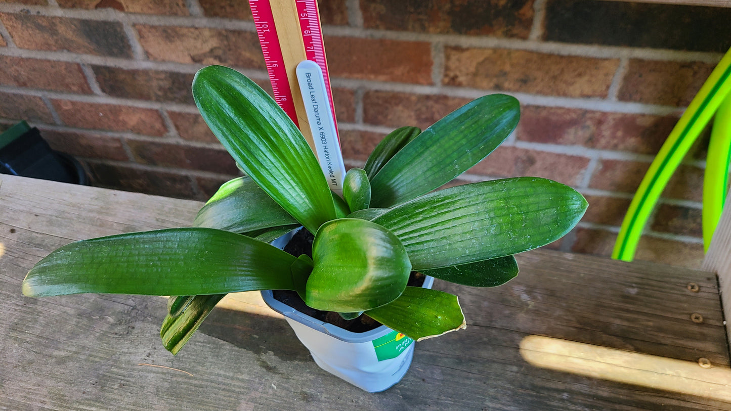 Clivia Broad leaf Daruma x Broad Leaf Keeled MT 4-5 leaves one plant