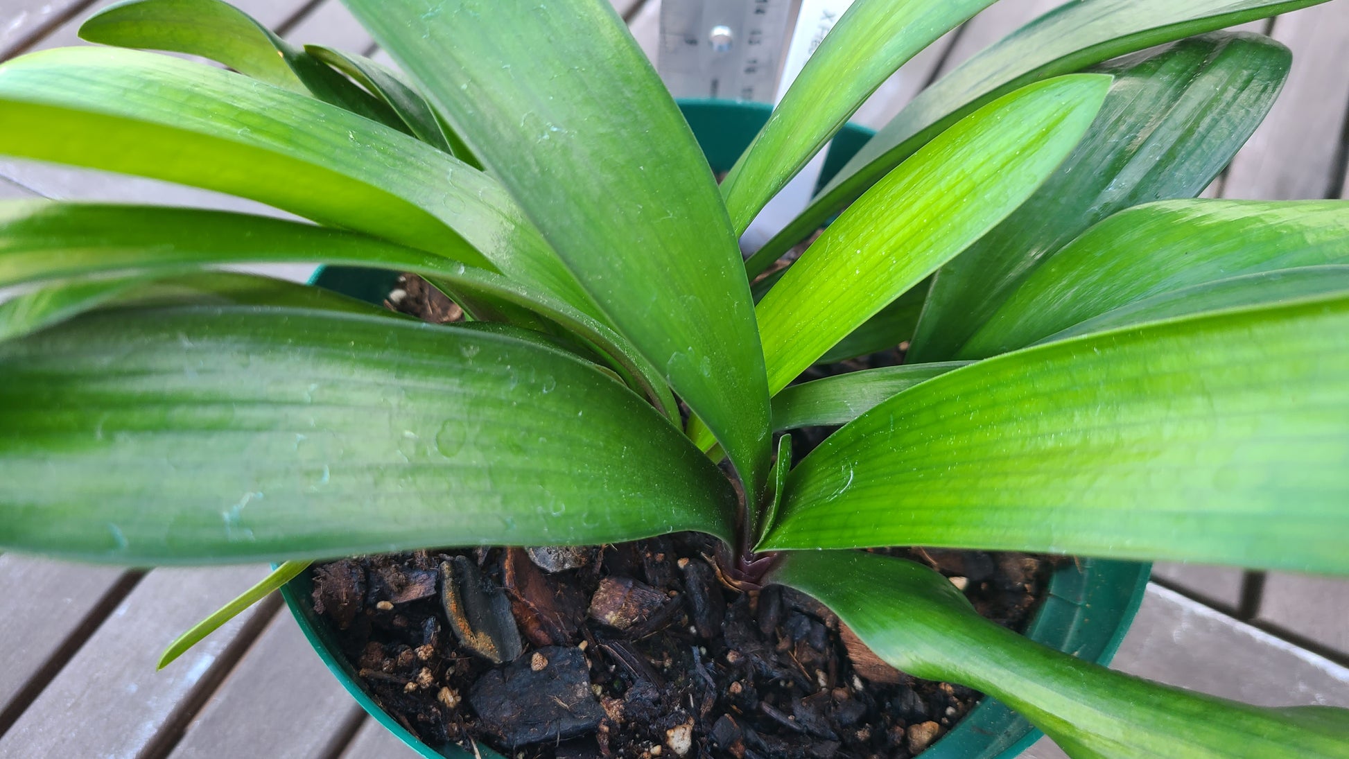 Clivia  Noscot x (Nakamura x Fred Gibello) 4-5 leaves One plant