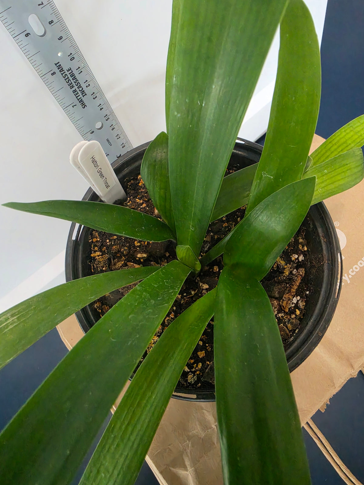 Clivia Hattori green throat 4-7" tall one plant