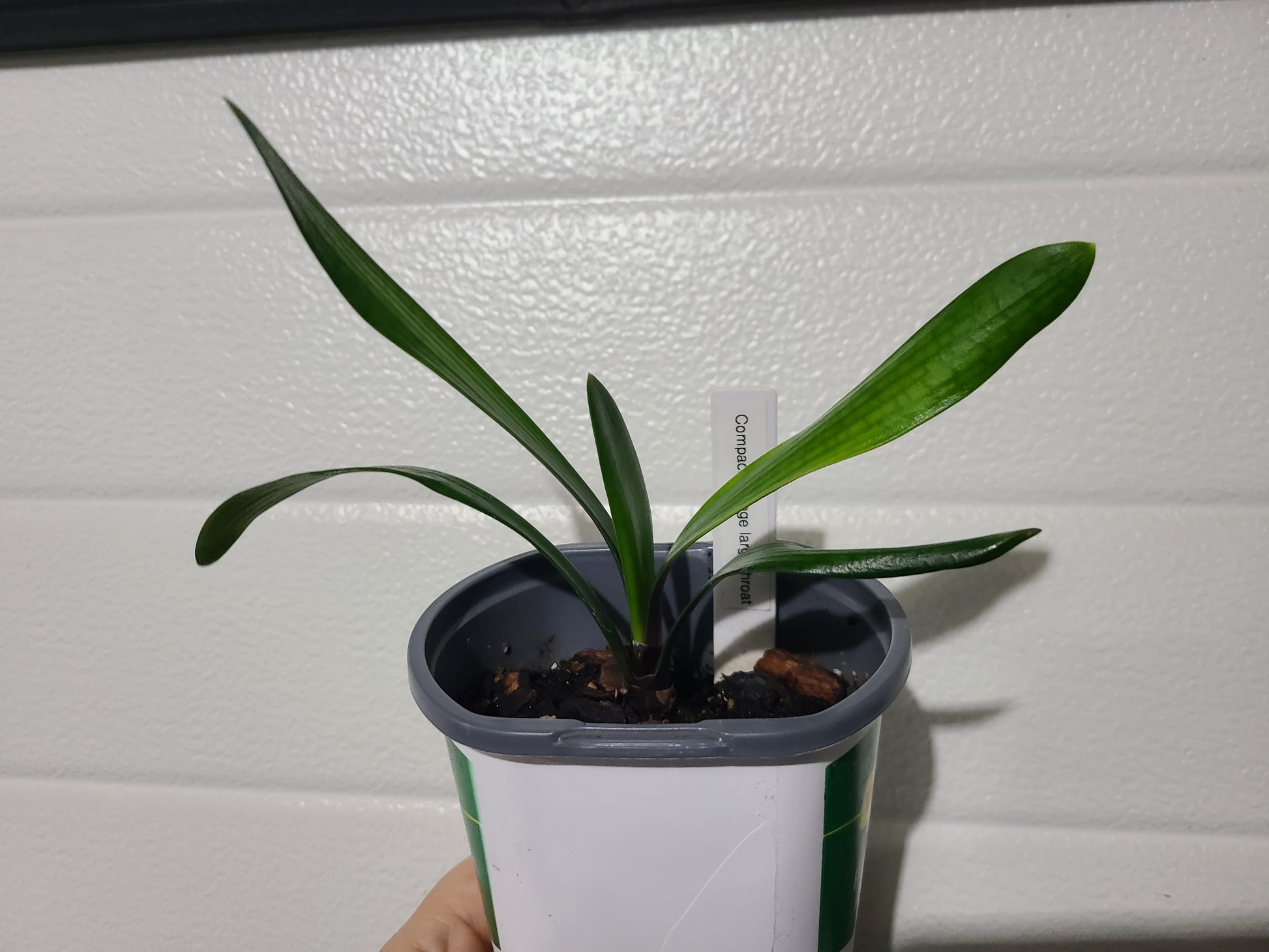 Clivia large throat orange pastel one plant one plant 6 leaves 4-5" tall