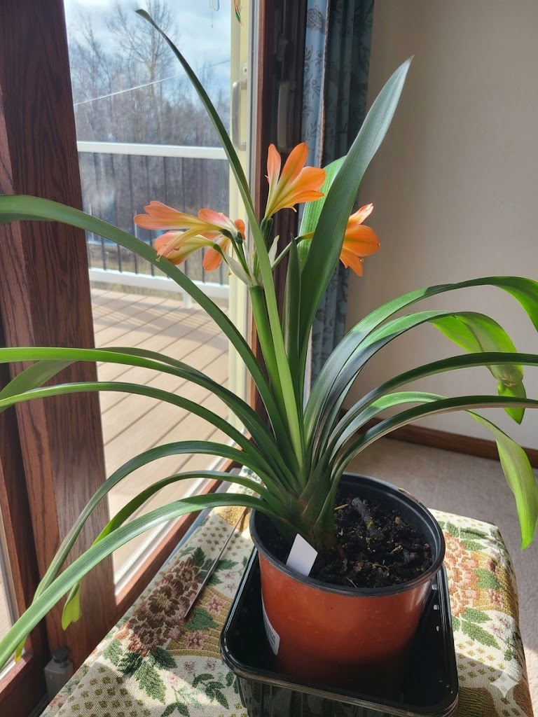 Clivia green throat blooming 17 leaves with seed pods