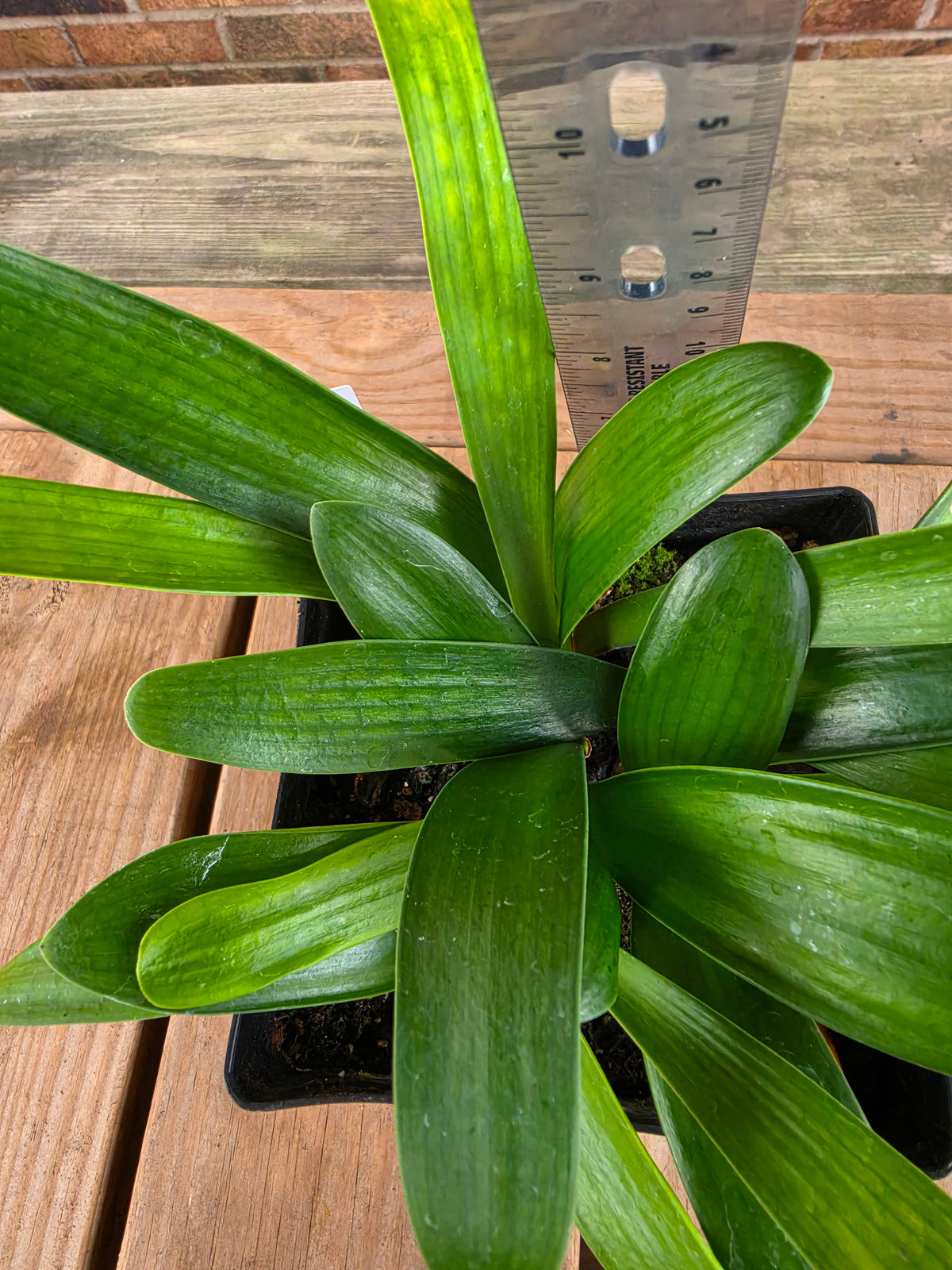 Clivia bulk green centers miniata one plant