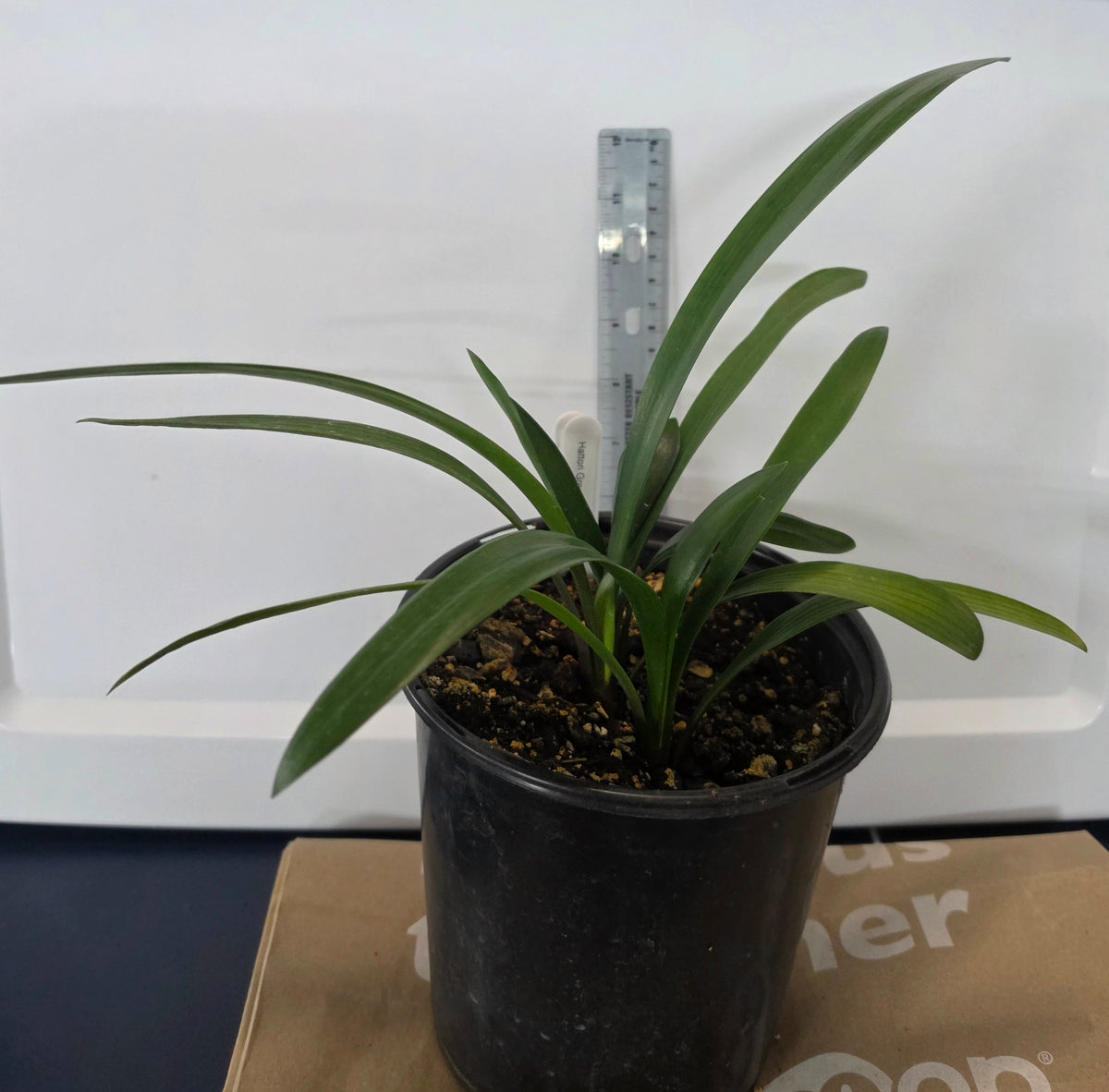 Clivia Hattori green throat 4-7" tall one plant