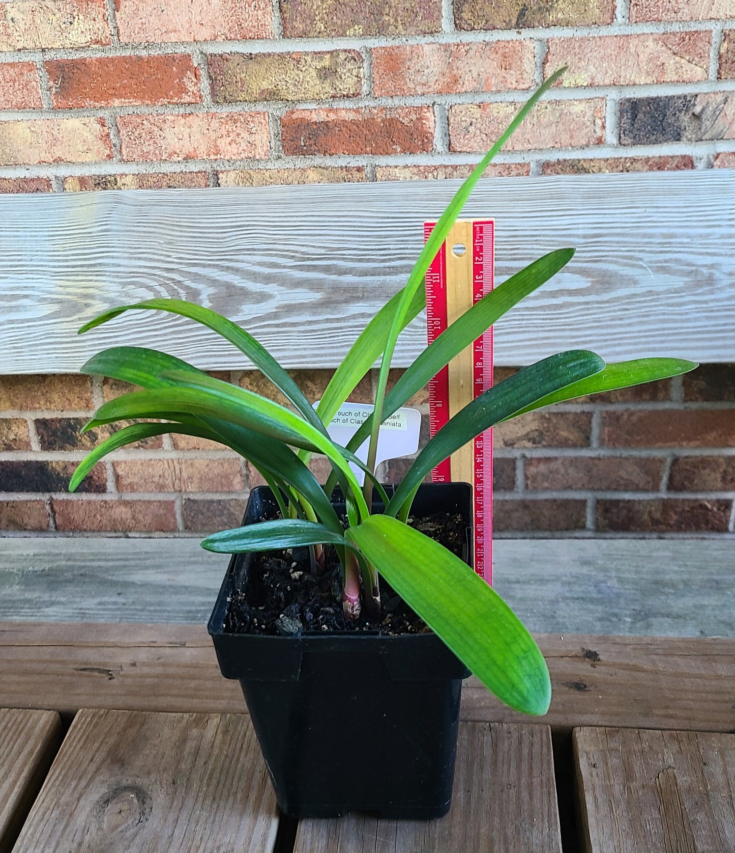 Clivia plant Touch of Class x Self x Touch of Class 5-7 inches tall one plant