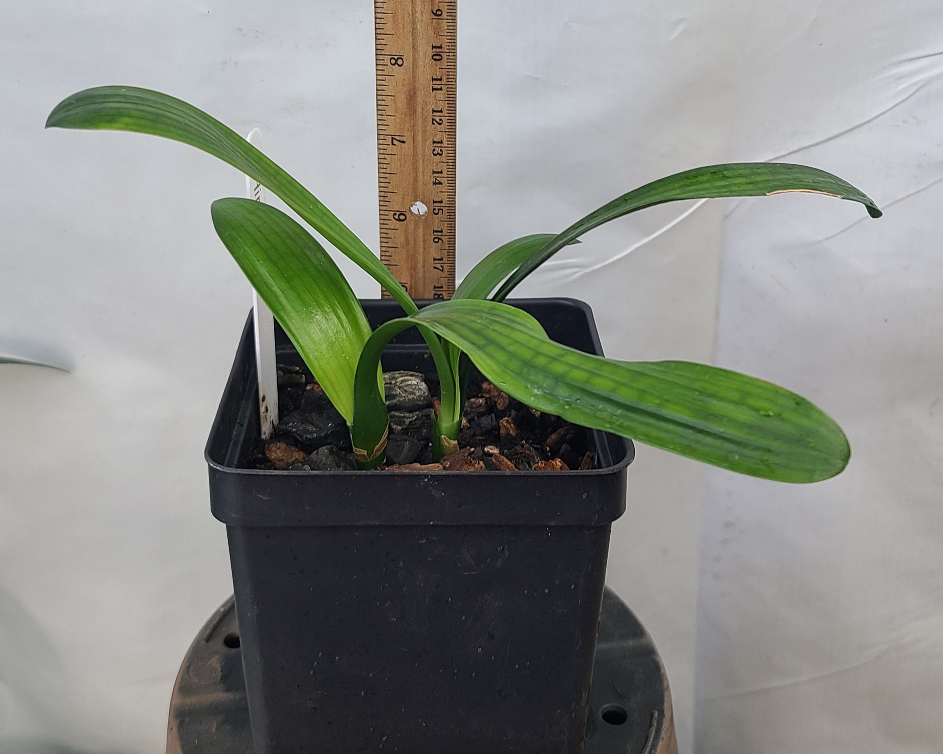 Clivia Japanese Hirao 5-6 inches tall one plant