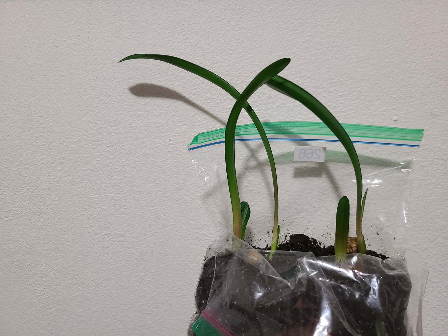 Clivia groot piet x self seedling 4-6" tall heat pack priority shipping one plant