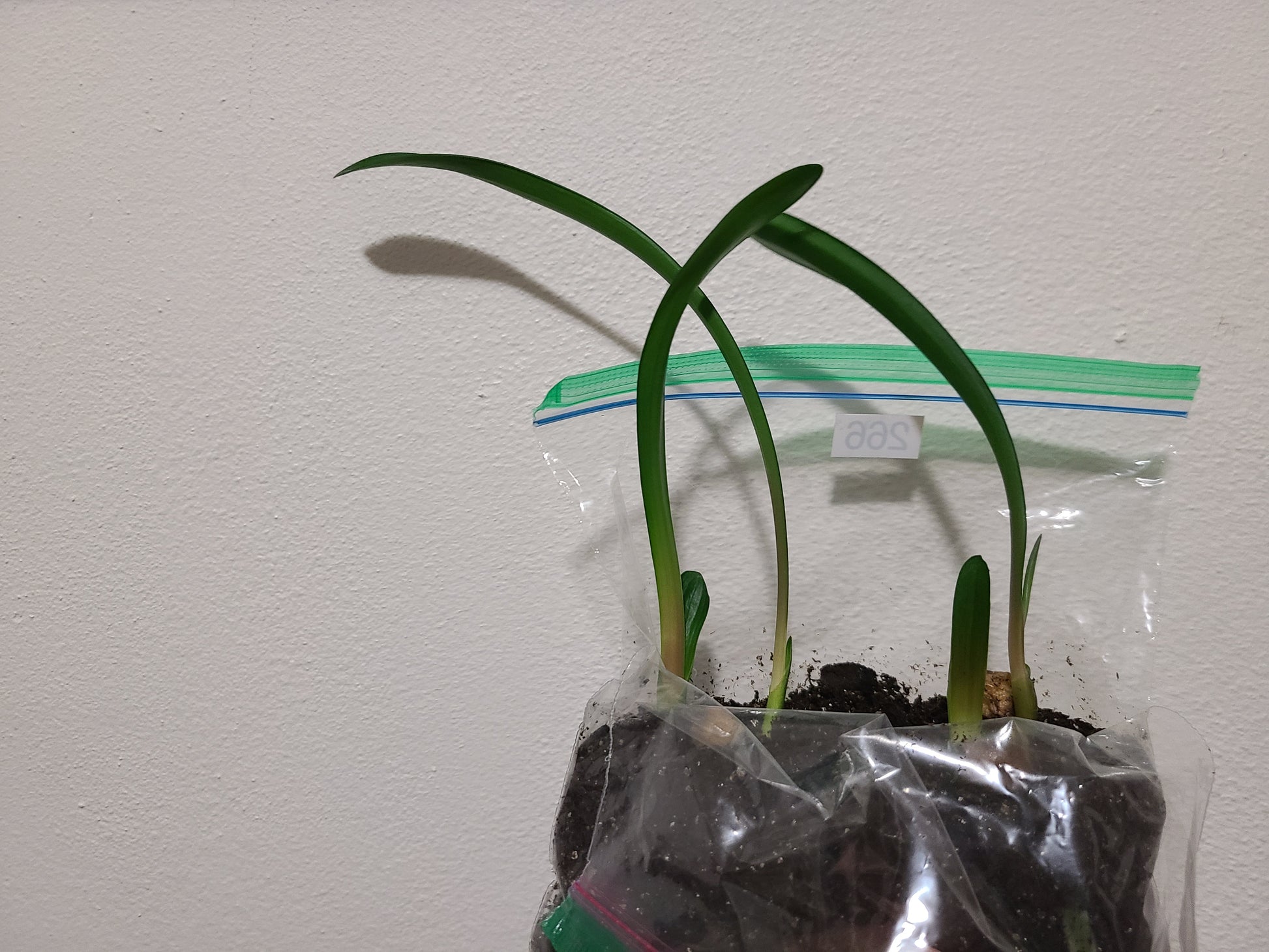 Clivia groot piet x self seedling 4-6" tall heat pack priority shipping one plant