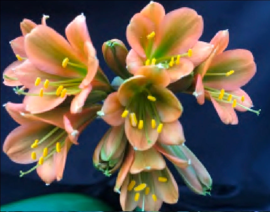 Clivia pink green throat X Blazing sun 4-5 leaves