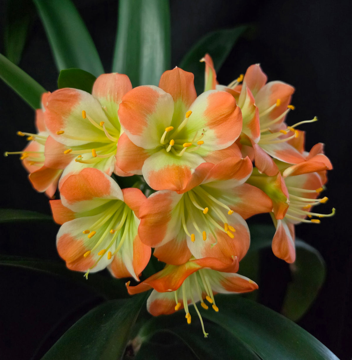 Clivia compact hirao cross orange with large green throat white edge one plant 2 years old 3-4 leaves